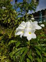DVI_600_StThomas