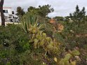 P_229_Algarve