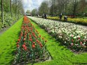 NL_050_Keukenhof