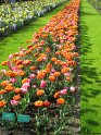 NL_051_Keukenhof