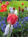 NL_054_Keukenhof