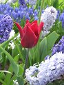 NL_055_Keukenhof