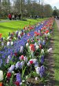 NL_056_Keukenhof