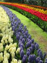 NL_063_Keukenhof