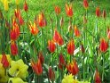 NL_067_Keukenhof