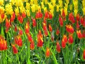 NL_070_Keukenhof