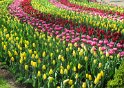 NL_071_Keukenhof