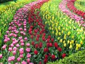 NL_072_Keukenhof