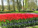 NL_073_Keukenhof