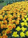 NL_075_Keukenhof