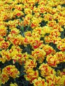 NL_076_Keukenhof