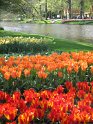 NL_077_Keukenhof