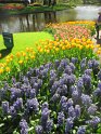 NL_078_Keukenhof