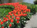 NL_079_Keukenhof