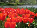 NL_080_Keukenhof