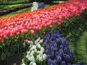 NL_083_Keukenhof