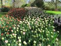 NL_084_Keukenhof