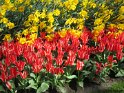 NL_089_Keukenhof