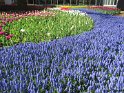 NL_094_Keukenhof