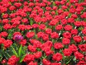 NL_096_Keukenhof