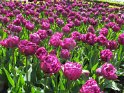 NL_099_Keukenhof