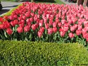 NL_102_Keukenhof