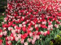 NL_104_Keukenhof