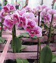 NL_117_Keukenhof