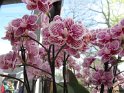 NL_125_Keukenhof