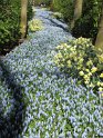 NL_130_Keukenhof