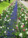 NL_131_Keukenhof