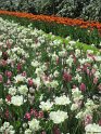 NL_133_Keukenhof