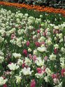 NL_135_Keukenhof