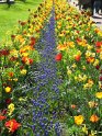 NL_136_Keukenhof