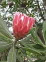 Madeira040
