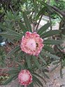 Madeira041