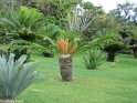 Madeira048