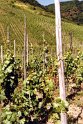 Mosel_26