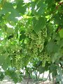 V252_Soave