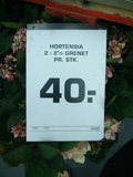 Hortensia_s.jpg